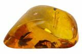 Detailed Fossil Flies In Baltic Amber - Excellent Eye Facets! #105433-1